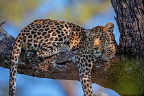 Leopard (Panthera pardus) female resting on the branch of a tree in the heart of Chief's Island, Okavango Delta, Botswana. Vulnerable species. The leopard is classified as vulnerable by the IUCN and i...