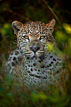 Leopard (Panthera pardus) male in vegetation, Chief's Island, Okavango Delta, Botswana. Vulnerable species.