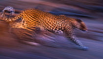 Leopard (Panthera pardus) charging down a dry riverbank during an evening hunt, Northern Tuli Game Reserve, Botswana. November.