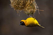 Lesser masked weaver (Ploceus intermedius) male hanging upside down from the entrance, Northern Tuli Game Reserve, Botswana.
