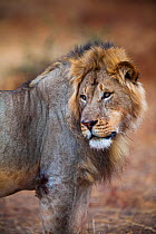 African lion (Panthera leo) male glancing over its shoulder on Northern Tuli Game Reserve, Botswana. Vulnerable species. This lion was shot illegally by South African farmers shortly after the photogr...