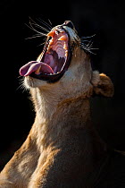 Lioness (Panthera leo) yawning in early morning light on Kariega Game Reserve, South Africa.