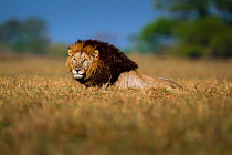 African lion (Panthera leo) male lying in the middle of the Busanga Plains, Kafue National Park, Zambia. Vulnerable