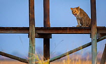 Lion cub (Panthera leo) calling to its mother from the raised deck of a tourist lodge in the middle of the Busanga Plains, Kafue National Park, Zambia. Vulnerable species.