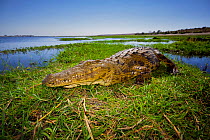 Nile crocodile (Crocodylus niloticus) resting in the sun on a grassy island in the middle of the Chobe River, northern Botswana.