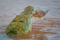 Nile crocodile (Crocodylus niloticus) snatching a Mozambique tilapia (Oreochromis mossambicus) in its jaws, Shingwedzi River, Kruger National Park, South Africa.