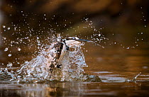 Pied kingfisher (Ceryle rudis) erupts from the water after an unsuccessful dive into the Chobe River, Chobe National Park, Botswana.