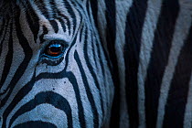 Plain's zebra (Equus quagga)  close up of face, Kariega Game Reserve. South Africa.