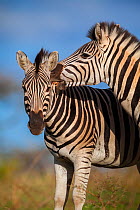 Plain's zebra (Equus quagga) biting the neck of a rival during a fight Hluhluwe imfolozi Park. South Africa.