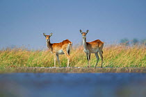 Red lechwe (Kobus leche) standing on an island, Zibadianja Lagoon, Selinda Reserve, northern Botswana.