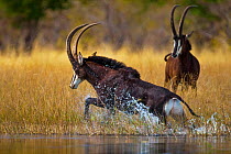 Sable antelope (Hippotragus niger) bull charging through the shallows of the Selinda Spillway, with another behind,  northern Botswana, August.