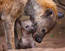 Spotted hyaena (Crocuta crocuta) reassuring her tiny pup at the entrance to their den,  Northern Tuli Game Reserve, Botswana.