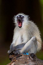 Vervet monkey (Chlorocebus pygerythrus) yawning while sitting on a fallen tree in forests, Limpopo River, Kruger National Park, South Africa.
