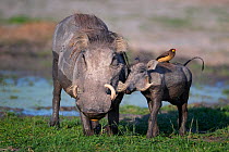 Warthog (Phacochoerus africanus) with a Yellow-billed oxpecker (Buphagus africanus) on its back, nuzzling its mother at a waterhole, Chief's Island, Okavango Delta, Botswana.