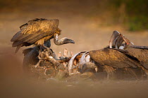 White-backed vultures (Gyps africanus) feed on a wildebeest carcass, Chobe, Botswana, August.