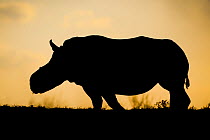 White rhinoceros (Ceratotherium simum)  female 'Thandi' silhouetted against the sunset, Kariega Game Reserve. South Africa. Thandi's horns were taken in a brutal attack by poachers.