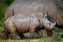 White rhinoceros (Ceratotherium simum) calf keeping close to its mother on Kariega Game Reserve, South Africa.