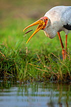 Yellow-billed stork (Mycteria ibis) catching a young barbel or catfish in the shallows of the Chobe River, Chobe National Park, Botswana.