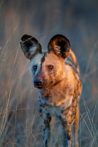 African wild dog (Lycaon pictus) standing in evening light on Venetia Limpopo Reserve, South Africa