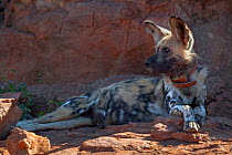 African wild dog (Lycaon pictus) wearing a radio collar resting amongst rocks on Venetia Limpopo Reserve, South Africa.
