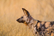 African wild dog (Lycaon pictus) wearing a radio collar on Venetia Limpopo Reserve, South Africa