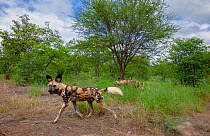 African wild dogs (Lycaon pictus) caught on a remote camera on Venetia Limpopo Nature Reserve, South Africa