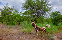African wild dogs (Lycaon pictus) caught on a remote camera on Venetia Limpopo Nature Reserve, South Africa.