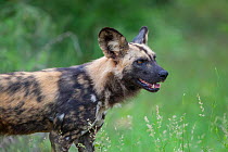 An African wild dog (Lycaon pictus) stands alert on a summer morning in the southern region of South Africa's Kruger National Park. The African wild dog is classified as endangered by the IUCN and is...