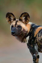 An adult African wild dog (Lycaon pictus) sets out to hunt on a winter's evening on South Africa's Hluhluwe Imfolozi Park. The African wild dog is classified as endangered by the IUCN and is in declin...