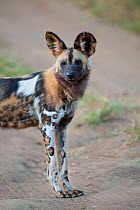 African wild dog (Lycaon pictus) standing on a dirt track Hluhluwe Imfolozi Park, South Africa.
