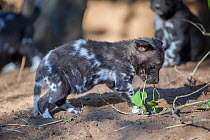 African wild dog (Lycaon pictus) cub age one month, chewing on a branch while exploring the world outside its den, Mashatu Game Reserve, Botswana.