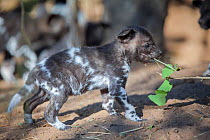 African wild dog (Lycaon pictus) baby chewing on a branch. Mashatu Game Reserve, Botswana.