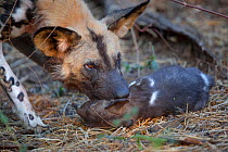 African wild dog (Lycaon pictus) prepares to pick up a tiny pup at a den in forests, Mashatu Game Reserve, Botswana