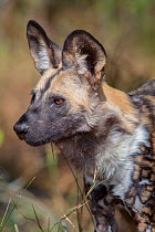 African wild dog (Lycaon pictus) in forests lining the Limpopo River on Mashatu Game Reserve, Botswana.