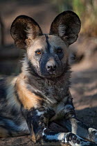 African wild dog (Lycaon pictus) rests in forests lining the Limpopo River on Mashatu Game Reserve, Botswana.