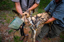 Vets and researchers from the Endangered Wildlife Trust carry an immobilised adult male African wild dog (Lycaon pictus) during a translocation operation Venetia Limpopo Reserve, South Africa.
