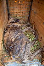 African wild dog (Lycaon pictus) lying immobilised from a tranquiliser dart  inside a crate during a translocation operation on Venetia Limpopo Reserve, South Africa.
