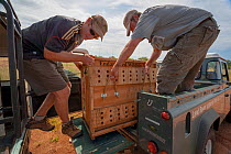 Researchers from the Endangered Wildlife Trust transfer a crate containing an immobilised adult male African wild dog (Lycaon pictus) from one vehicle to another during a translocation operation, Vene...