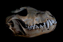Skull of an African wild dog (Lycaon pictus).
