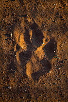Footprint of a free-roaming African Wild Dog (Lycaon pictus) in sand on farmland bordering Mapungubwe National Park, Limpopo Province, South Africa.