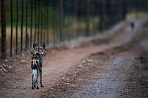 African wild dog (Lycaon pictus) staring at another animal along a fenceline on Venetia Limpopo Reserve, Limpopo Province, South Africa.. In South Africa, predator-proof fences have been responsible f...