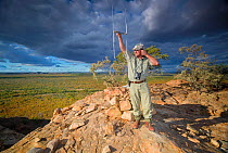 A researcher from the Endangered Wildlife Trust stands on a hill top while tracking African wild dogs (Lycaon pictus) using radio telemetry equipment on Venetia Limpopo Nature Reserve, South Africa.