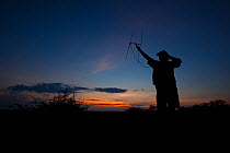 A researcher from the Endangered Wildlife Trust uses radio telemetry equipment to track African wild dogs (Lycaon pictus) at dusk on Venetia Limpopo Nature Reserve, South Africa.  February 2010.