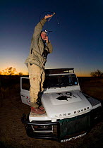 A researcher from the Endangered Wildlife Trust stands on a Land Rover while tracking African wild dogs (Lycaon pictus) using radio telemetry equipment on Venetia Limpopo Nature Reserve, South Africa....