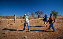 Researchers from the Endangered Wildlife Trust use radio telemetry equipment to track African wild dogs (Lycaon pictus) on foot with tourists on Venetia Limpopo Nature Reserve,  Limpopo Province, Sout...