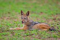 A Black-backed Jackal (Canis mesomelas) rests on the open plains, Mapungubwe National Park, South Africa.