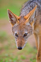 Portrait of a Black-backed jackal (Canis mesomelas) during summer on the open plains of Mapungubwe National Park, South Africa.