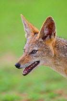 Portrait of a Black-backed Jackal (Canis mesomelas) during summer on the open plains, Mapungubwe National Park, South Africa.