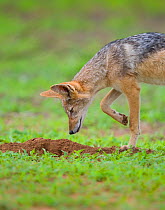 Black-backed jackal (Canis mesomelas) hunts for moles during summer on the open plains Mapungubwe National Park, South Africa.