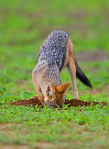 Black-backed jackal (Canis mesomelas) hunting for moles during summer on the open plains, Mapungubwe National Park, South Africa.